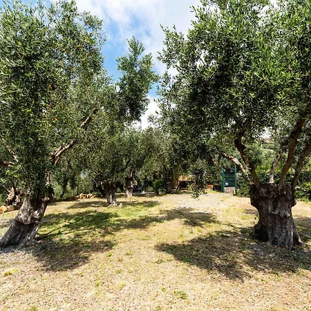 Olive By Interhome *